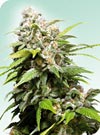 California Indica