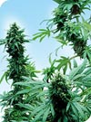 Early Skunk