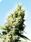 Jamaican Pearl