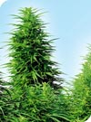 Ruderalis Skunk
