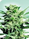Shiva Skunk