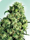 Skunk #1