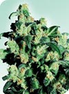 Super Skunk